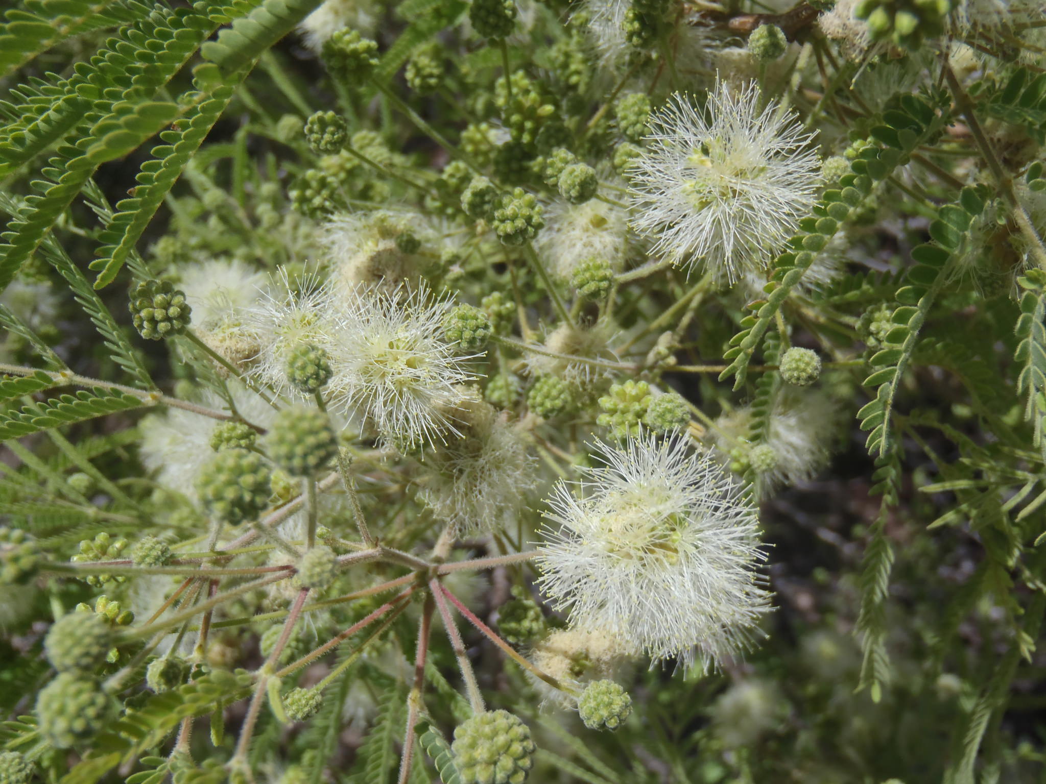 Lysiloma acapulcensis 